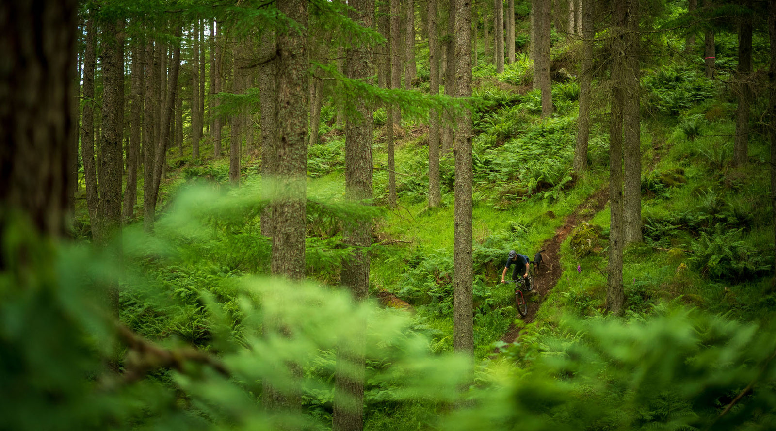 Buy One Get One Tree with Airdrop Bikes